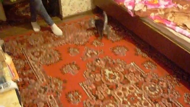 МАЖОР охота на белые носки!))))Супер стратегия!!!! смотреть онлайн