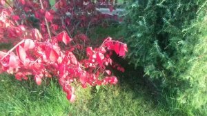 Самый яркий кустарник осенью Бересклет крылатый ?