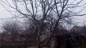 Обрезка грецкого ореха. До и после обрезки.