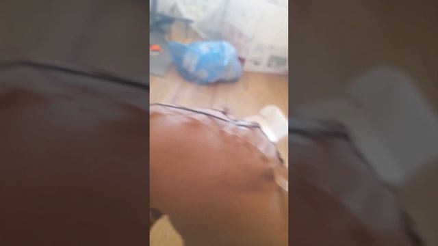 ТУТОРИАЛ как сделать лошадь на палке 2 часть Конец смотреть онлайн