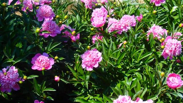 Южный Урал ! Цветут пионы ! Прекрасные цветы ! смотреть онлайн