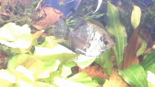 Нерест скалярий смотреть онлайн