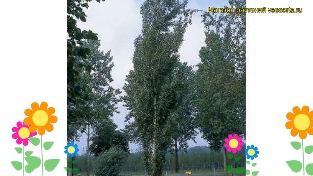 Береза повислая Обелиск. Краткий обзор, описание характеристик Betula Pendula Obelisk