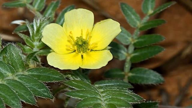 Кулинарные Приключения