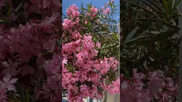 Красивый олеандр ,запах нереальный 🌸❤️ смотреть онлайн