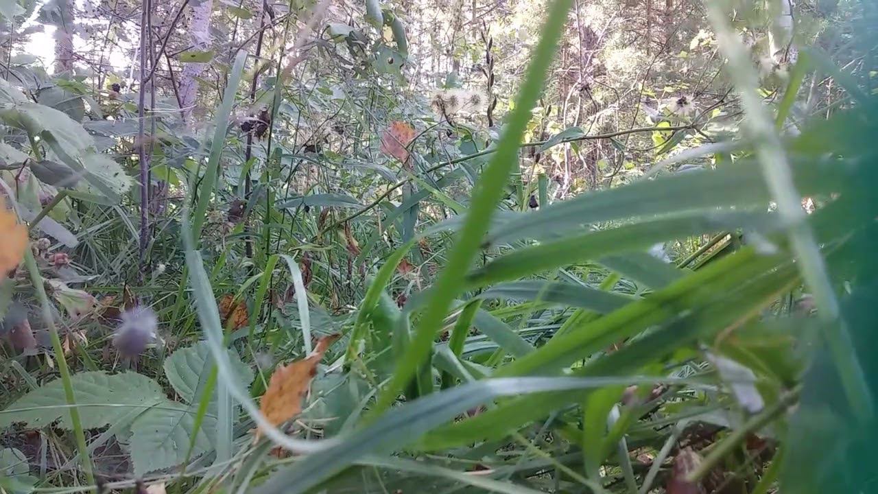 В сосновом лесу, часть 2