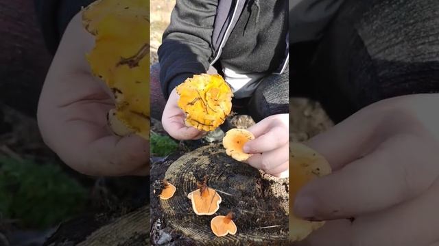 ЛОЖНЫЕ и НАСТОЯЩИЕ ЛИСИЧКИ смотреть онлайн