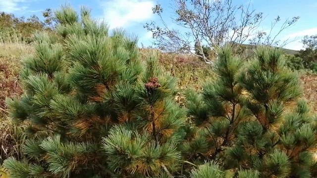 Сосна низкая (Pinus pumila) смотреть онлайн