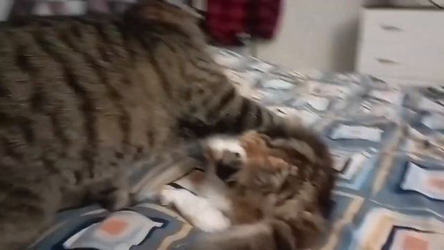 Домашние мохнатые-полосатые смотреть онлайн