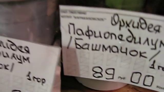 Новый завоз орхидей от 21.12.2018г. смотреть онлайн