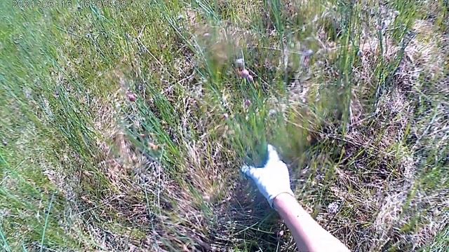 Едем за диким луком смотреть онлайн