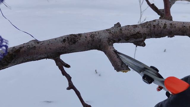 ОСНОВНАЯ ОШИБКА НАЧИНАЮЩИХ САДОВОДОВ смотреть онлайн