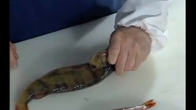 Разделка окуня. Cutting perch. смотреть онлайн