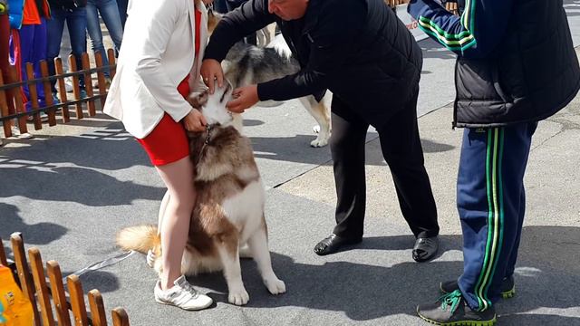 4 выставка 29.08.2015 Пермь смотреть онлайн