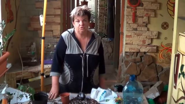 Бегония.СОВЕТЫ ПО ВЫРАЩИВАНИЮ БЕГОНИЙ. Бегонии Кустовые И Королевские