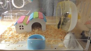 Классная клетка для джунгарского хомячка . клетка . Джунгарик . Хомяк