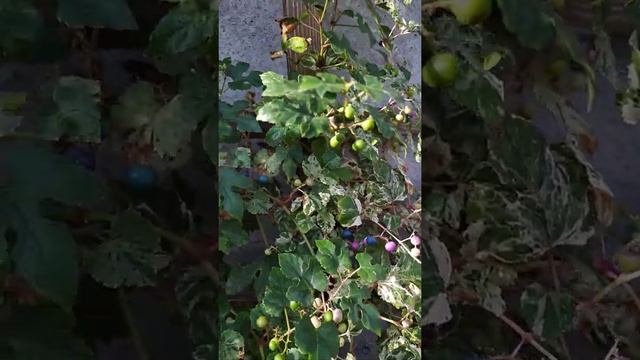 Виноградовник смотреть онлайн