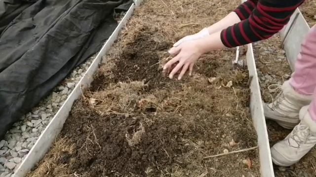 РАННЯЯ ЗЕЛЕНЬ В ТЕПЛИЦЕ ГОТОВА | САЖАЮ ЛУК НА ЗЕЛЕНЬ | РУККОЛА | ШПИНАТ | РЕДИС смотреть онлайн