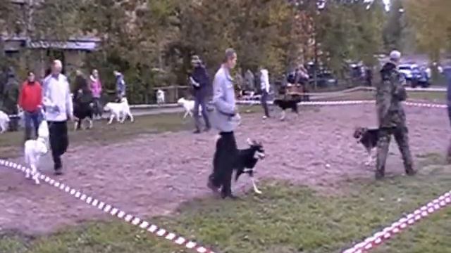 Ринг ВСЛ.Суки. Все возрастные группы смотреть онлайн
