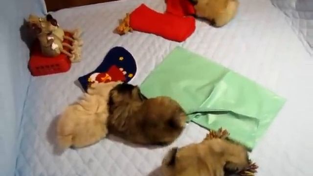 Щенки пекинесов САН-РЕЙ 1,5 мес. от 3.02.11 смотреть онлайн