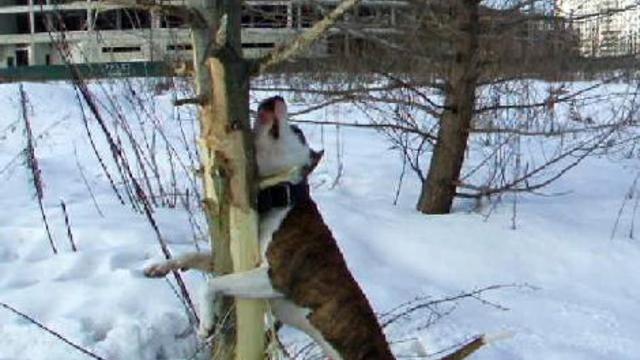 Виселки смотреть онлайн