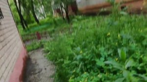 Ловим галчонка, реакция галок / галки кучей защищают своих птенцов