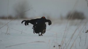 токование тетеревов