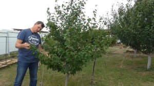 Летняя обрезка и формировка кроны сливы на увеличение урожая