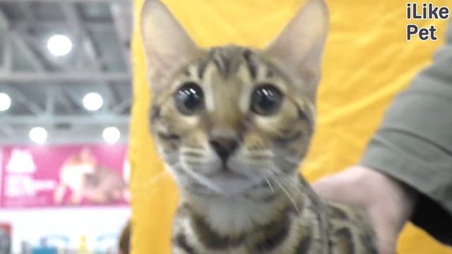 Какие породы кошек самые активные? смотреть онлайн