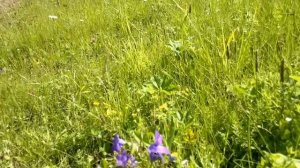 Нина Вараксина Мой край любимый и родной(избранное)