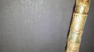 Толстянка в форме дерева. Продолжение. Цитокининовая паста. Результат.