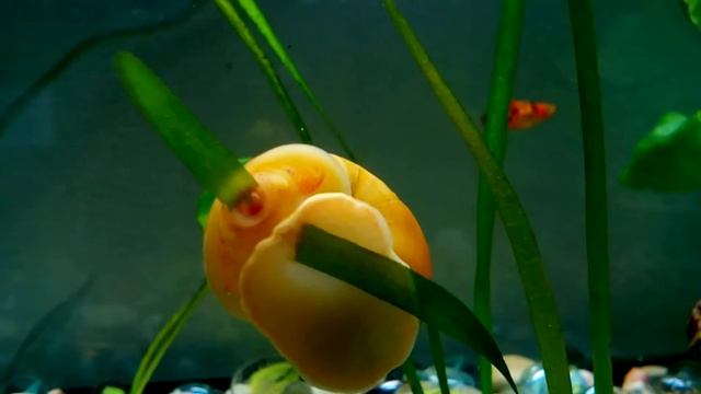 Ампулярия листогрыз