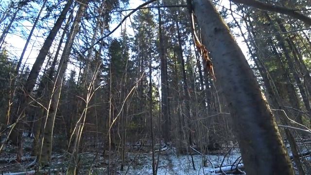 Ломаю ловушку-петлю в лесу. смотреть онлайн