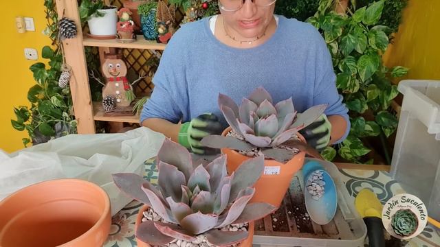 ¿Cuándo es el mejor momento para Trasplantar una Suculenta? / Jardín Suculento смотреть онлайн