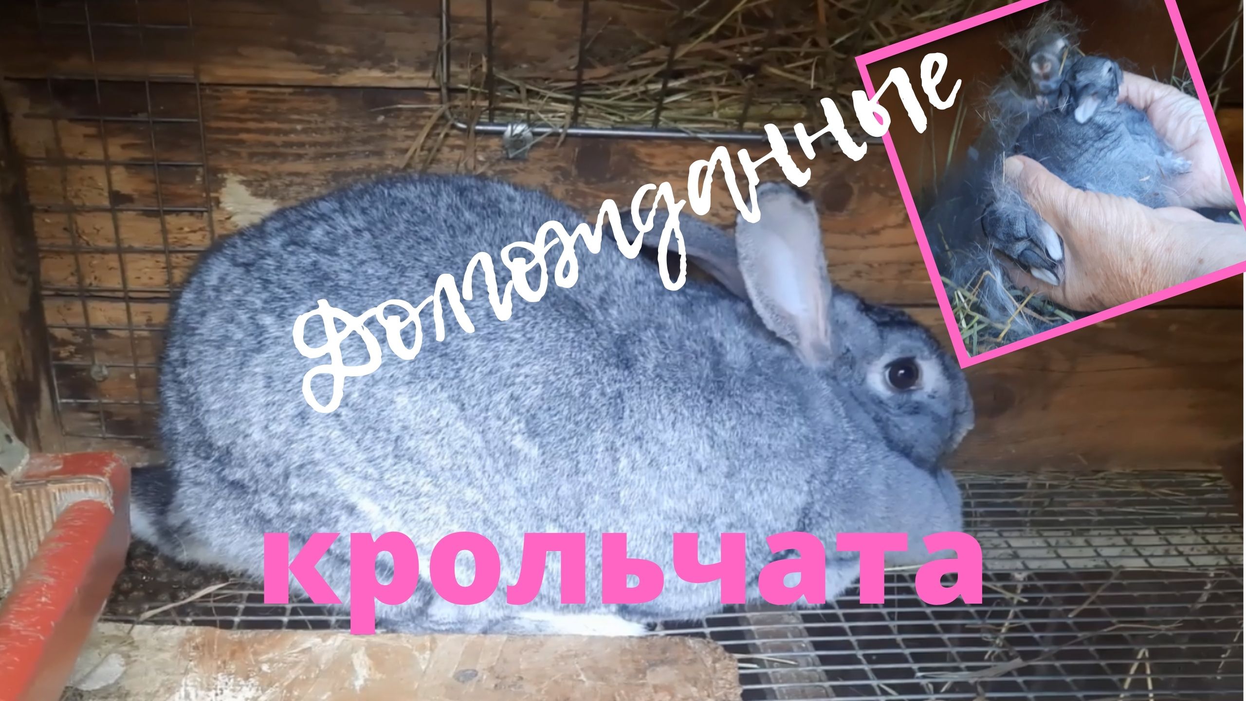 Крольчиха принесла приплод. Ждали два месяца. смотреть онлайн