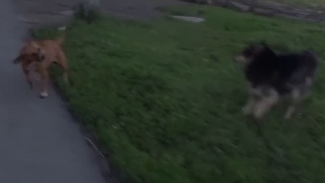 Перцовый баллончик Контроль-УМ против Собак-10 Перец. pepper spray dogs. велосипедист #289 смотреть онлайн