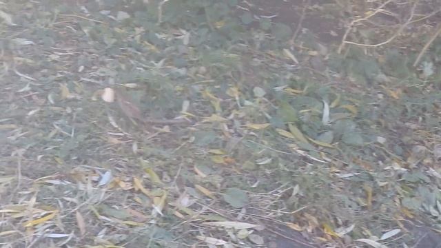 Кормим уток на озере ( в гармонии с природой) смотреть онлайн