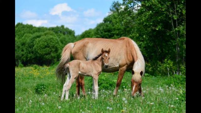 "Башкирская порода лошадей" смотреть онлайн