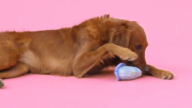 3 Reasons Your Dog Should Avoid Puddles | Chewy смотреть онлайн