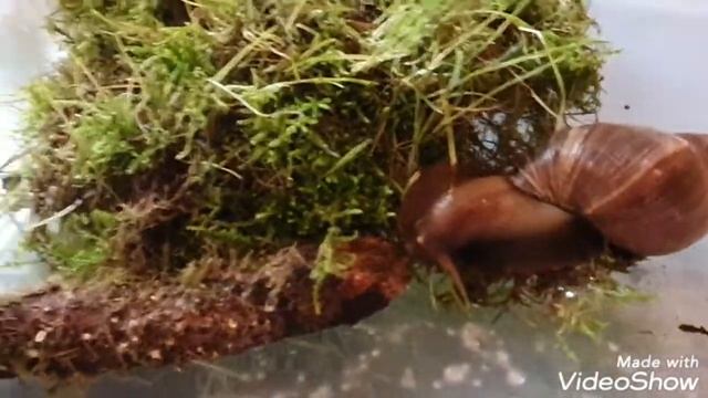 ОТБИЛСЯ АПЕКС У УЛИТКИ АХАТИН! ЧТО ДЕЛАТЬ?