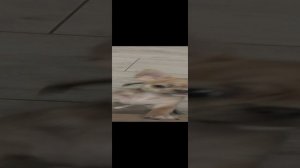 #СобачкаМолли