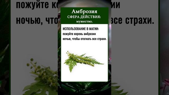 МАГИЧЕСКИЕ СВОЙСТВА РАСТЕНИЙ | Амброзия смотреть онлайн