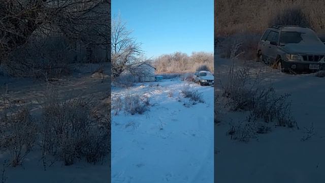 Frosty Morn #shorts смотреть онлайн
