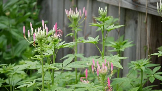 How To Grow Cleome Spider Plant From Seed Growing Cut Flower Garden Annuals