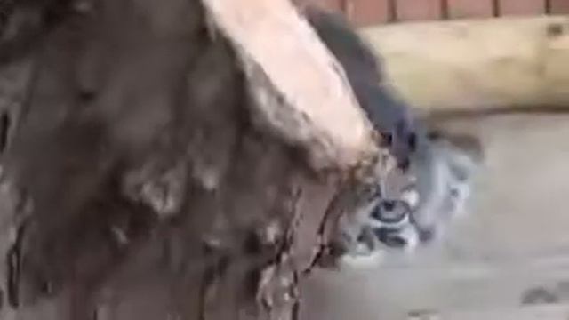 Котята манула  Манул  Милые и смешные кошки1