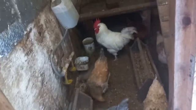 Ежевика накрыта! У кур