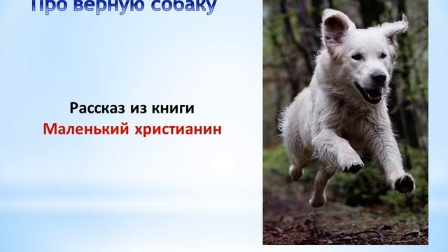 Про верную собаку смотреть онлайн