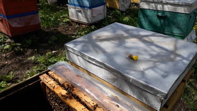 Что с ранними отводками после очередного похолодания??? Республика Беларусь. смотреть онлайн