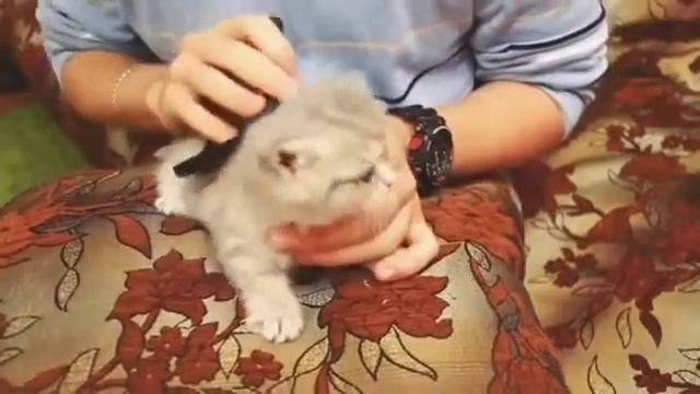 Как вычесывать котенка смотреть онлайн