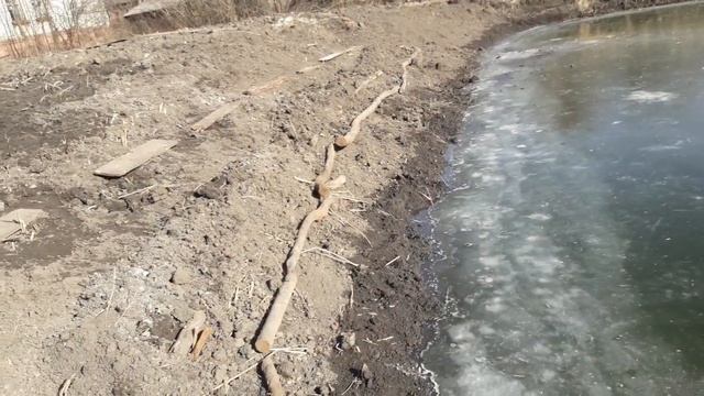 Пермакультура. Кратерный сад у пруда. Начало. Март 2021.